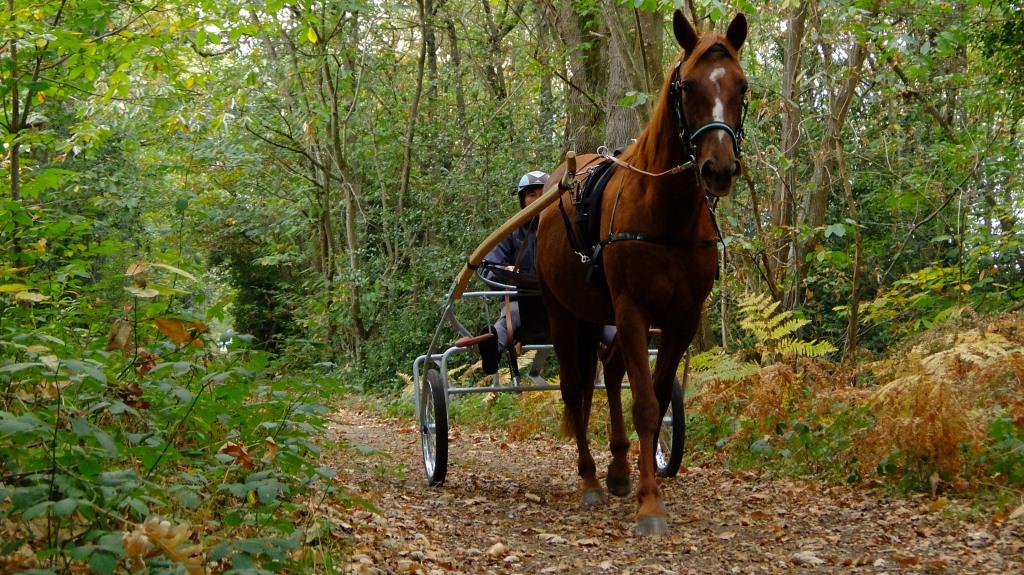 randonnee cheval 49